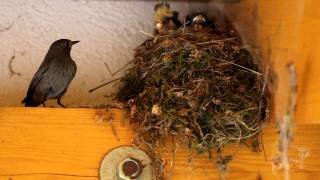 Hausrotschwanz  Black Redstart