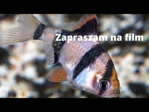 Wideo: Hodowla Brzanek Sumatrzańskich