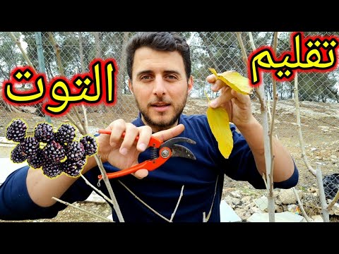 فيديو: متى تقليم fremontodendron؟