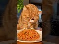 マンチカンがスパゲティーの中の唐辛子を食べると、あまりの辛さに驚いて・・・ #猫おもしろ #funnycat