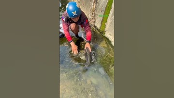 Cá Lớn - bắt Cá Lau Kính Khủng ẩn nấp dưới rêu 😱 #khacthuyvlogg