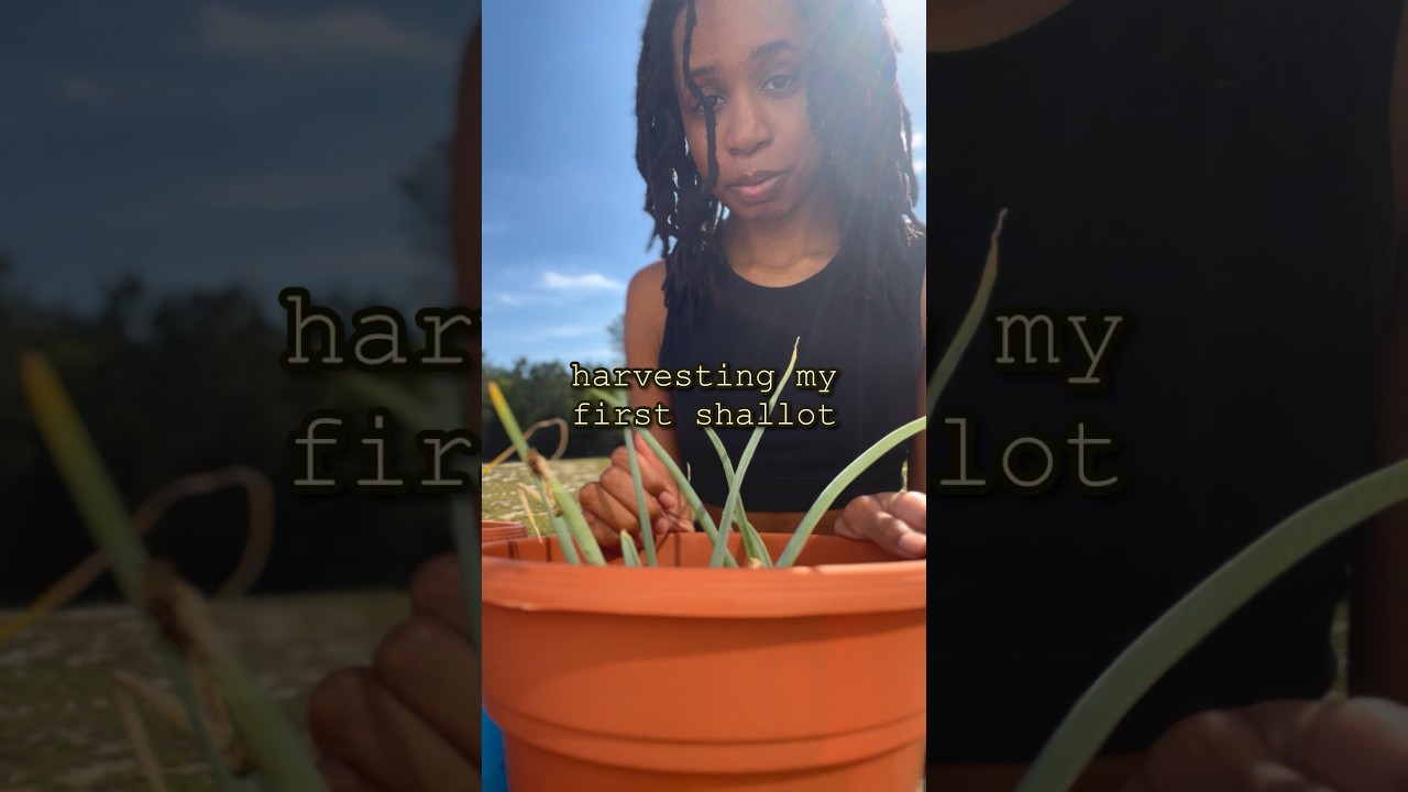 Harvesting my first shallot 🌱🧅
