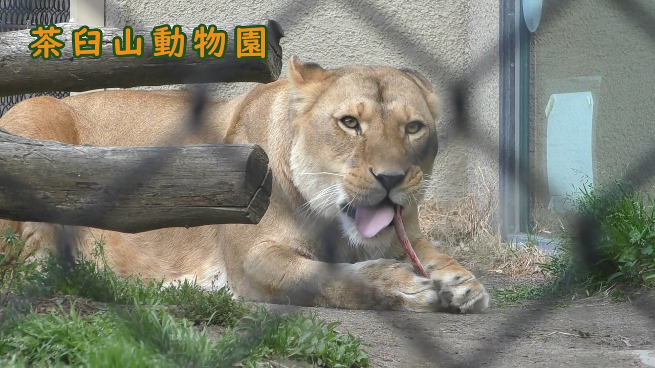 茶臼山動物園】 ライオンのカジカジタイム（260509） - YouTube