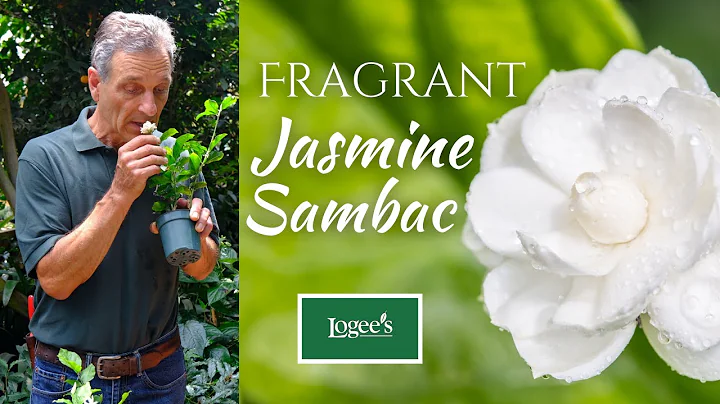 Fragrant Jasmine Sambac - Make your own delightfully scented Jasmine tea! - DayDayNews