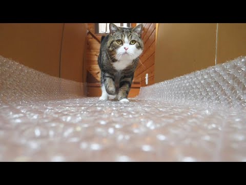 ぷちぷちロードとねこ。-Bubble wrap road and Maru&Hana.-