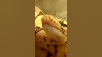 Ball Python Yawning