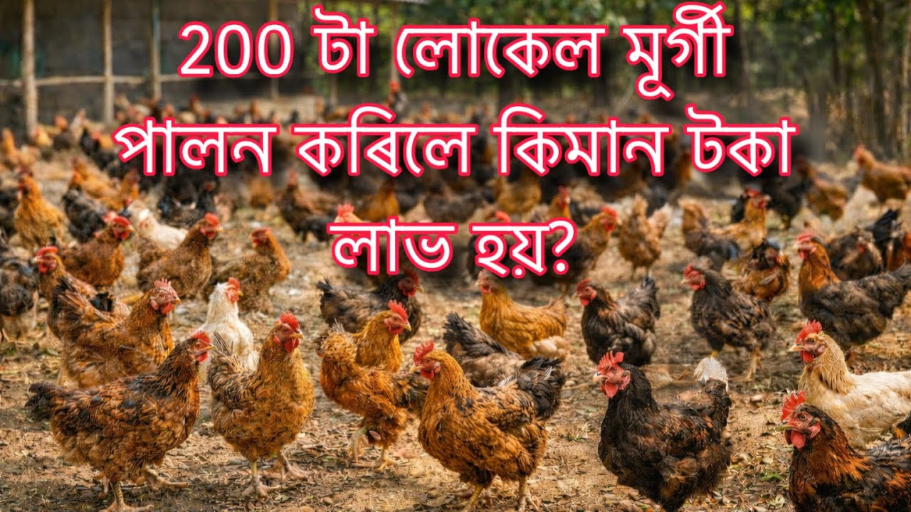 200 টা লোকেল মূৰ্গী পালন কৰিলে কিমান টকা লাভ হয় ?? 