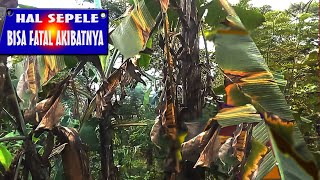 PENYEBAB PISANG GAGAL PANEN