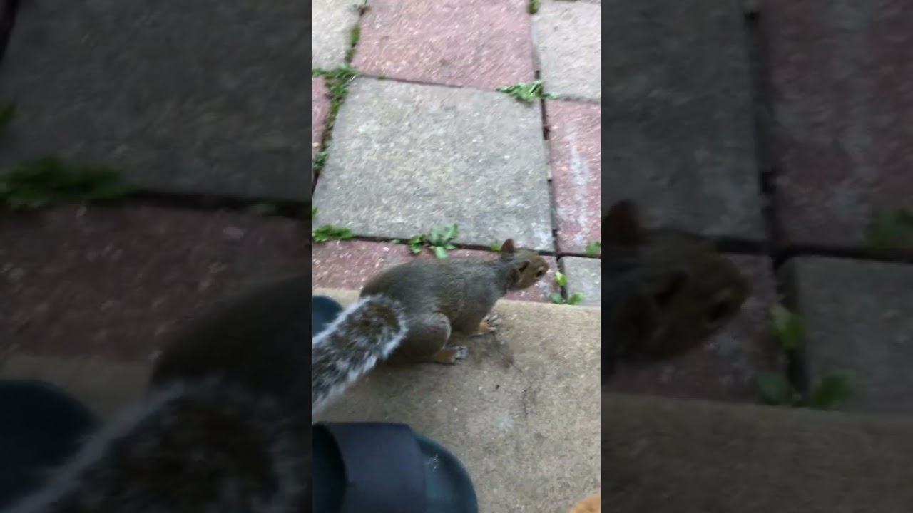 Feeding Squirrel 🥰 London Squirrel 