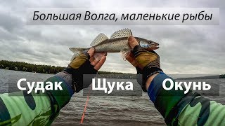 🇷🇺 Река Волга, Россия. Судак, щука, окунь. 2017/07.