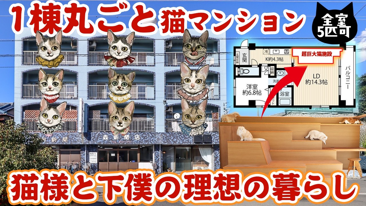 【人も住める猫可賃貸】猫のために作った超巨大設備！今日からこの部屋で下僕になります