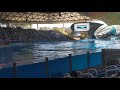 OMG! Orca jumps out of the water at SeaWorld San Antonio