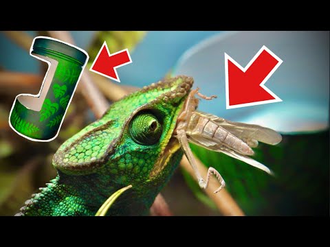 HOW TO MAKE A CHAMELEON FEEDER // DIY // STEP BY STEP