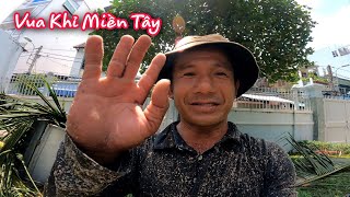 Vua khỉ Miền Tây cưa cây Dừa có quá nhiều trái khô.