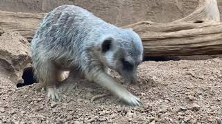 Meet our Meerkat Mob