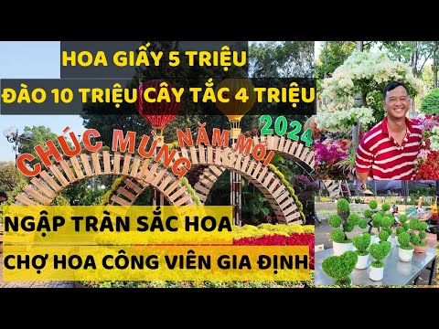 #2023 Cây tắc 4 triệu, cúc mâm xôi 1 triệu 1 cặp ở chợ hoa tết công viên gia định | Cách chăm sóc hoa giấy