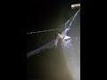 Fish huntting at night.