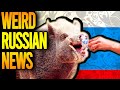 Drunk Hogs and Putin Sweets [Weird Russian News]