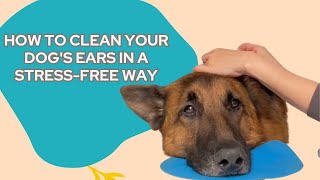 Clean Ears Made Easy Using Cooperative Care Dog Training by Meet the Chows 4,602 views 4 months ago 1 minute, 5 seconds