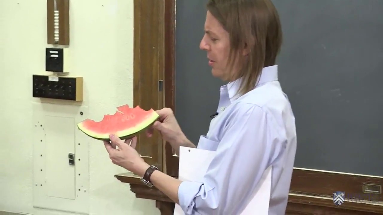 DEMO: Watermelon Drop - YouTube