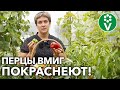 ВСЕ ЗЕЛЕНЫЕ ПЕРЦЫ БЫСТРО ДОЗРЕЮТ, если будете делать ТАК!