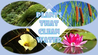 12 Plants that Clean Water