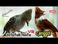 TEMBAKAN JITU 100% AMPUH || pelatuk batu vs cucak jenggot