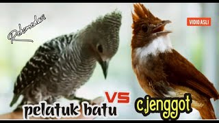 TEMBAKAN JITU 100% AMPUH || pelatuk batu vs cucak jenggot