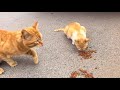 Cute cats 😍  at lunch 💕 Ait Meloul 🇲🇦 Morocco 🐈  Enjoy the sweet Moments 🥰
