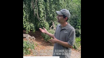 #TuesdaysWithTom - Weeping Beech Tree