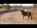 Tintswalo Males Chase Red Road Back to His Territory