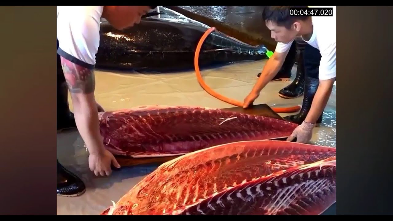 FISH CUTTING SKILLS PART 2//big fish cutting//big fish cutting videos ...