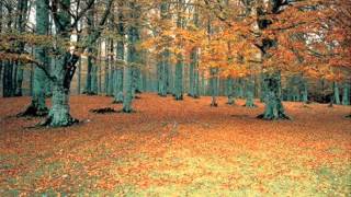 Musica relajante con sonidos de la naturaleza, ayuda a la meditacion y a conseguir la relajacion