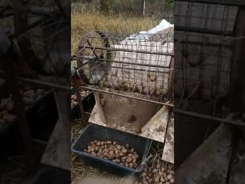Видео: Механизирано и ръчно сортиране на картофи
