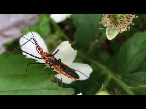 Video: Informasi Bug Milkweed - Apakah Bug Milkweed Berbahaya