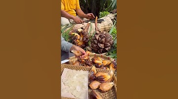 Harvesting nipa palm fruit🌴🥥