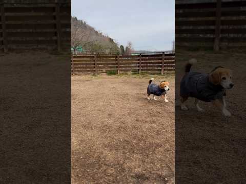 雲行きが怪しくなり急ぎテントに戻るビーグルさん#camp#dog #beagle