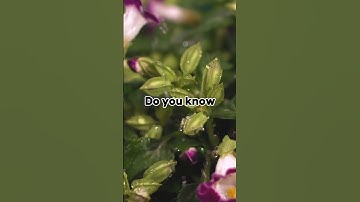 Mystery riddle to test your IQ #shorts