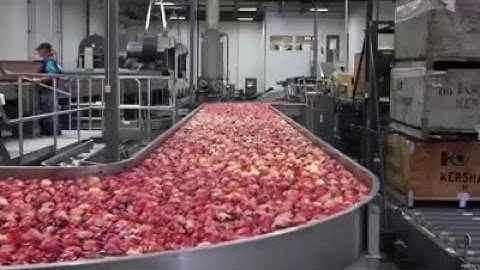 From Orchard to Table: The Fascinating Process of Packing Apples in an Apple Factory!