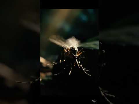 أخطر حشرة على البشر The Deadliest Insect To Humans 