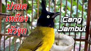 เสียงนกปรอดเหลืองหัวจุก นกหัวถ่าน cang jambul 29/12/23 | birdwild chaiya