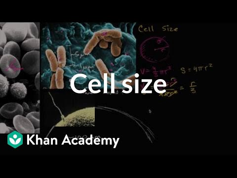 सेल आकार | एक सेल की संरचना | जीवविज्ञान | खान अकादमी
