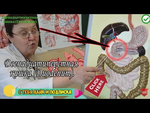 Двенадцатиперстная кишка - Дуоденум (Duodenum). Анатомия.