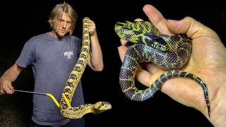 Giant rattlesnakes and stunning kingsnakes in Arizona!