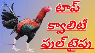 భీమవరం క్వాలిటీ బ్రీడింగ్ పుంజులు #86885 38753