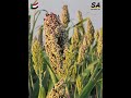 مشروع الجزيرة والمناقل الزراعه في الجزيره خيرات بلادي محصول الذره حواشات مكتب ٨٣الكريمت السودان مشروع الجزيرة والمناقل الزراعه في الجزيره خيرات بلادي محصول الذره حواشات مكتب ٨٣الكريمت السودان