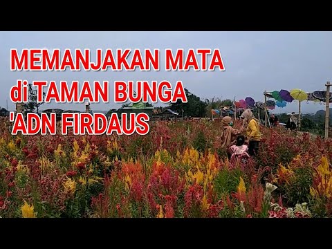 Kebun Bunga  yang Instagram able di Pandaan Taman  Bunga  