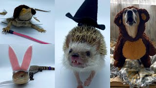 Dressing Up My Pets for Halloween!!!