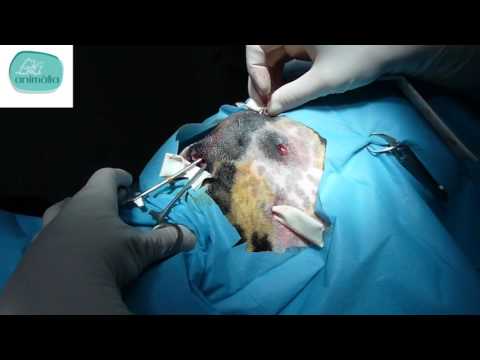 Video: Tratamiento De Heridas En Animales, Lavado, Desinfectantes, Suturas, Drenajes