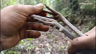 3 ekor ayam hutan datang sama pikat